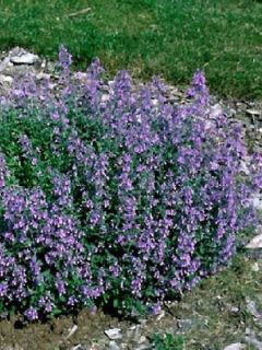Herbe à chat, Chataire
