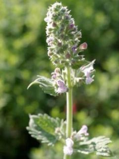 Herbe à chat 'Citriodora'