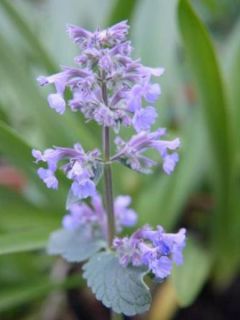 Herbe à chats géante 'Summer Magic'