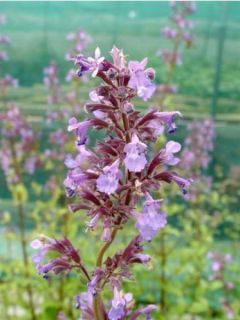 Nepeta grandiflora Wild Cat - Nepeta à grandes fleurs - chataire