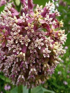 Asclepias syriaca - Asclépiade de Syrie