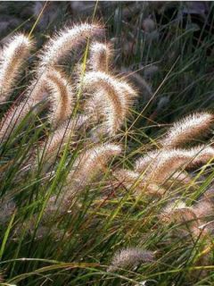Pennisetum alopecuroides Cassian - Herbe aux écouvillons