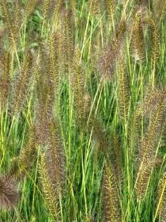 Pennisetum alopecuroides Goldstrich - Herbe aux écouvillons