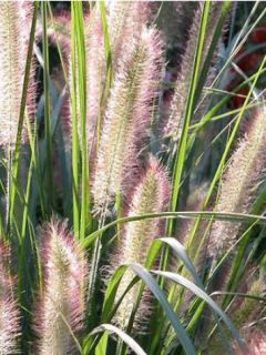 Pennisetum alopecuroides Herbstzauber, Herbe aux écouvillons