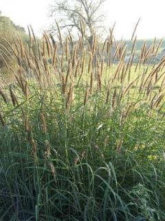 Pennisetum incomptum - Herbe aux écouvillons.