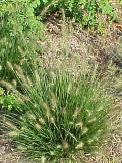 Herbe aux écouvillons 'Little Bunny'