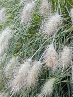 Pennisetum villosum