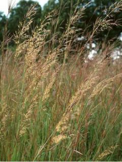 Sorghastrum nutans - Herbe des indiens
