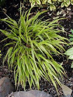 Herbe du Japon - Hakonechloa macra Albostriata