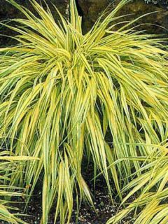 Herbe du Japon 'Aureola'