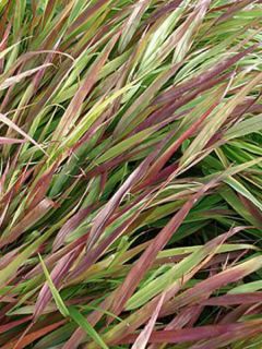 Hakonechloa macra Beni-Kaze - Herbe du Japon