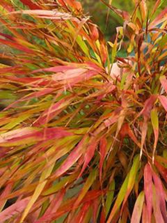 Herbe du Japon 'Nicolas'