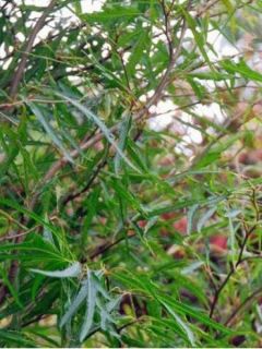 Fagus sylvatica Mercedes - Hêtre nain