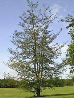Faux Hêtre austral - Nothofagus antarctica