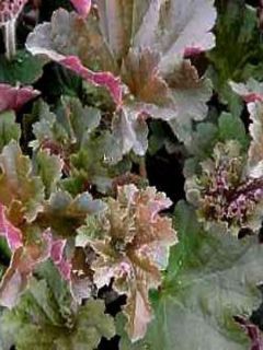 Heuchère 'Cappuccino'