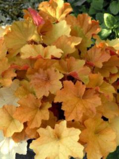 Heuchère 'Caramel'®