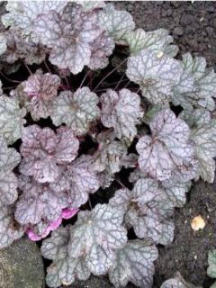 Heuchère - Heuchera Cascade Dawn