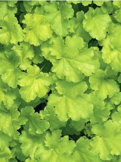 Heuchère - Heuchera Lime Rickey