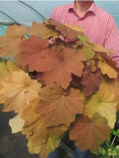 Heuchère 'Maga Caramel'