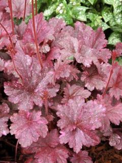 Heuchère 'Midnight Rose'®
