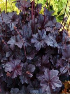 Heuchère 'Obsidian'