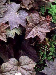 Heuchère 'Palace Purple'