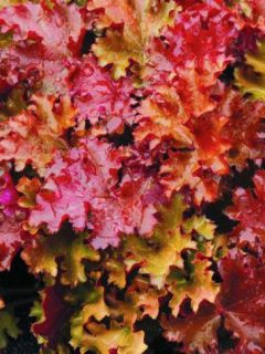 Heuchère 'Peach Crisp'