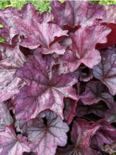 Heuchère 'Plum Royale'