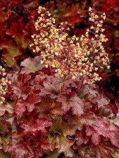 Heuchère 'Root Beer'