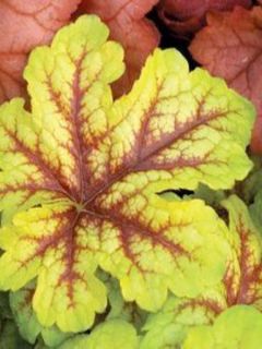 Heucherella 'Alabama Sunrise'®