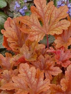 Heucherella 'Buttered Rum'