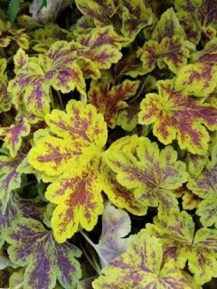 Heucherella 'Solar Power'®
