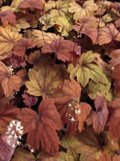Heucherella 'Sweet tea'®