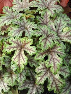 Heucherella 'Tapestry'
