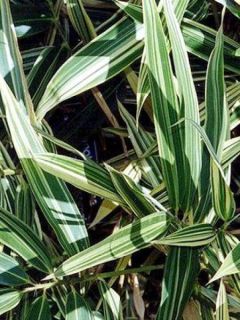 Hibanobambusa tranquillans Shiroshima - Petit bambou panaché.