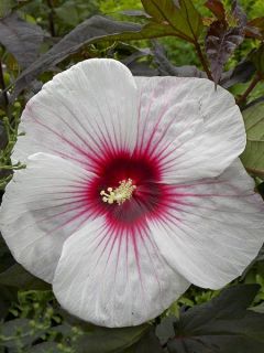 Hibiscus des marais 'Joli Coeur'
