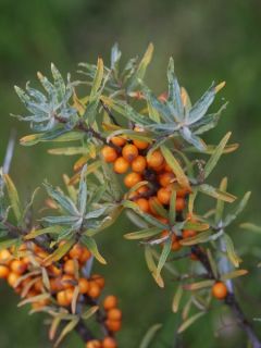 Hippophae rhamnoides - Argousier