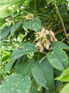 Holboellia latifolia