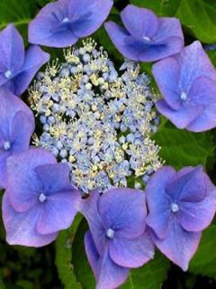 Hortensia 'Blaumeise' Hortensia 'Blaumeise'