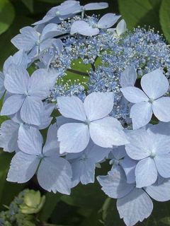 Hortensia 'Blue Deckle'