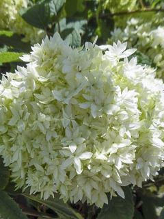 Hortensia de Virginie 'Hayes Starbust' Hortensia de Virginie 'Hayes Starbust'