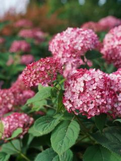 Hortensia de Virginie 'Ruby Annabelle'®