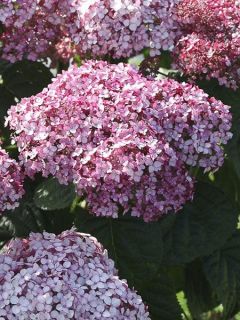 Hortensia de Virginie 'Sweet Annabelle'
