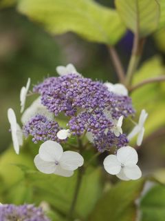 Hortensia 'Goldrush'