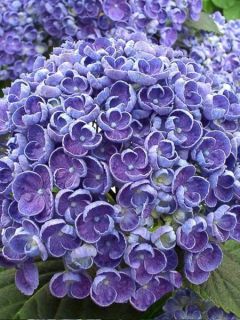 Hortensia - Hydrangea macrophylla Hovaria Hopcorn