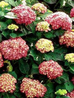 Hortensia 'King George VII'