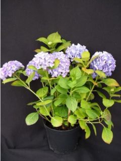 Hortensia 'Mathilde Gutges' Hortensia 'Mathilde Gutges'