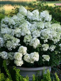Hortensia paniculé 'Bobo'
