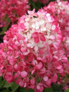 Hortensia paniculé 'Diamant Rouge'