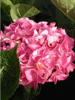Hortensia - Hydrangea macrophylla Rosita 